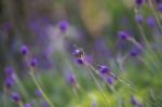 Lavender Stock Photo