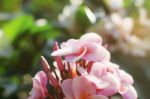 Pink Frangipani With Beautiful Stock Photo