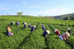 Dalat, Vietnam, June 30, 2016: A Group Of Farmers Picking Tea On A Summer Afternoon In Cau Dat Tea Plantation, Da Lat, Vietnam Stock Photo