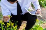 Students Are Studying Vegetables In The Garden Stock Photo