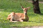 Brown Female Antelope In Grass Field Stock Photo