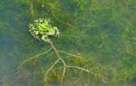 Green Frog Stock Photo