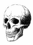 Side View Of Skull Stock Photo