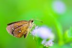 Chestnut Bob Or Lambrix Salsala, Close Up Small Brown Butterfly Stock Photo