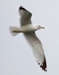 Beautiful Gull Is Flying In The Sky Stock Photo