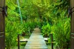 Entrance Way To Natural Green Environment Stock Photo