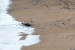 Yellow-eyed Penguin (megadyptes Antipodes) Stock Photo