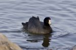 Beautiful Image With Amazing American Coot In The Lake Stock Photo