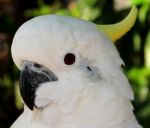 White Cockatoo Stock Photo