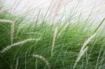 Grass Flower Background In Nature Stock Photo