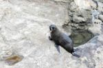 New Zealand Fur Seal (arctocephalus Forsteri) Stock Photo