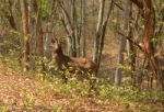 Deer In Forest Stock Photo