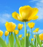 Beautiful Yellow Tulips Stock Photo