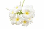 Plumeria Flowers Stock Photo