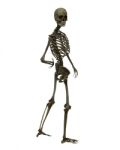 standing Skeleton Stock Photo