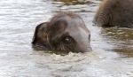 Photo Of A Funny Young Elephant Swimming In A Lake Stock Photo