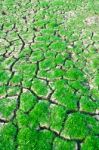 Green Grass On Cracked Earth Stock Photo