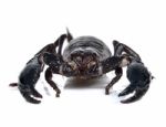 Scorpion Isolated On The White Background Stock Photo