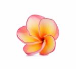 Red Frangipani Flower Isolated On The White Background Stock Photo