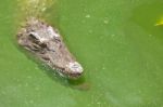 Crocodile Head With Closed Jaws Closeup Stock Photo