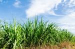 Sugarcane And Blue Sky Background Stock Photo