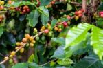 Coffee Berry Ripening Stock Photo