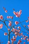 Pink Blossom Stock Photo