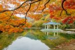 Naejangsan,korea - November 1: Tourists Taking Photos Of The Beautiful Scenery Around Naejangsan Park,south Korea During Autumn Season On November 1, 2015 Stock Photo