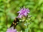 Image Of A Beautiful Butterfly Sitting On Flowers Stock Photo