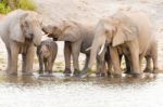 Elephants At The Bank Of Chobe River In Botswana Stock Photo