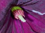 Closeup Purple Clematis Flower Stock Photo