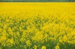 Rapeseed Field Stock Photo