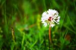 White Dandelion In Green Grass Stock Photo