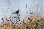 Meadow Pipit Stock Photo