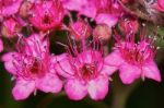 Spirea Japonica Stock Photo