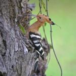 Eurasian Hoopoe Stock Photo