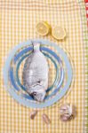 Gilt-head Bream Fish Stock Photo