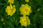 Close - Up Of Cosmos Flower And Yellow Starship Flower On The  Wayside Stock Photo