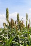 Sorghum Field Stock Photo