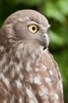 Barking Owl Stock Photo