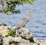 Beautiful Image With A Funny Great Heron Standing On A Rock Shore Stock Photo