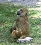 The Funny Baboon's Close-up Stock Photo