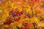 Maple In Autumn In Korea Stock Photo