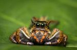 Macro Of Jumping Spider On Green Leaf Stock Photo