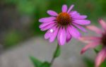 White Crab Spider (misumena Vatiaon) Stock Photo