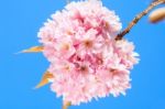 Beautiful Pink Blossoms Of A Plum Tree Stock Photo