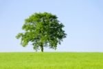 Isolated Tree Stock Photo