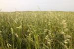 Mediterranean Native Vegetation Stock Photo