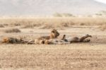 Lions Family Resting In Serengeti National Park Stock Photo