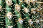 Echinopsis Atacamensis Stock Photo